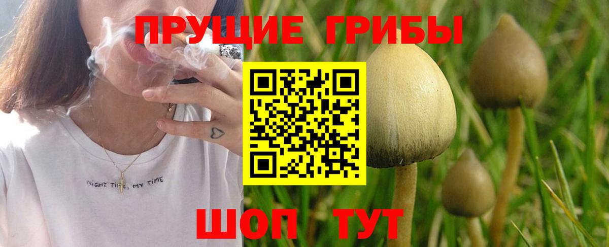 Псилоцибиновые грибы Psilocybe  Вход с VPN  Спасск-Дальний 